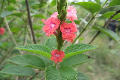 Stachytarpheta mutabilis